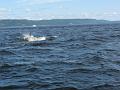 Baleines 003